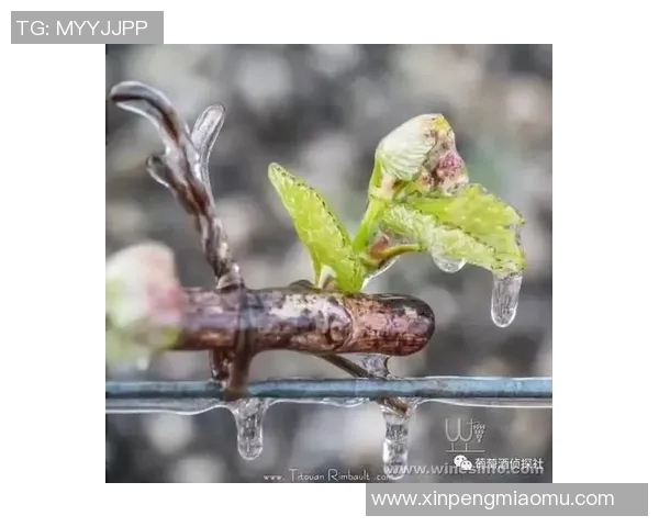 扣鸟与其背后含义的深度解析与探讨